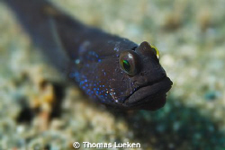 found in Lembeh; D200 by Thomas Lueken 